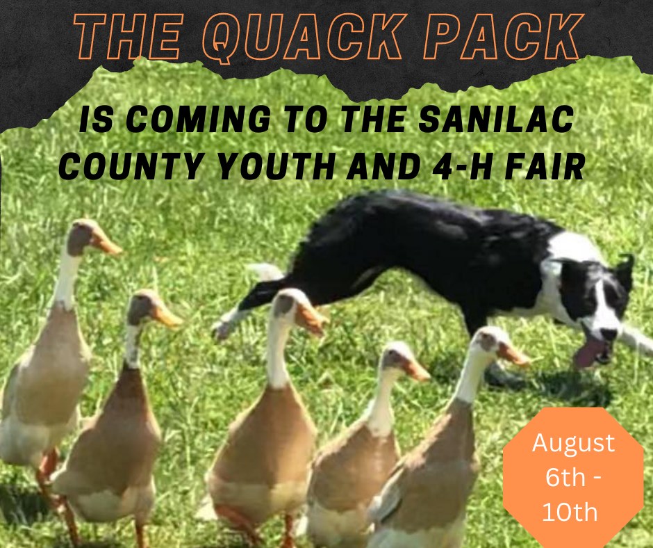 Quack Pack – Herding Dog Show